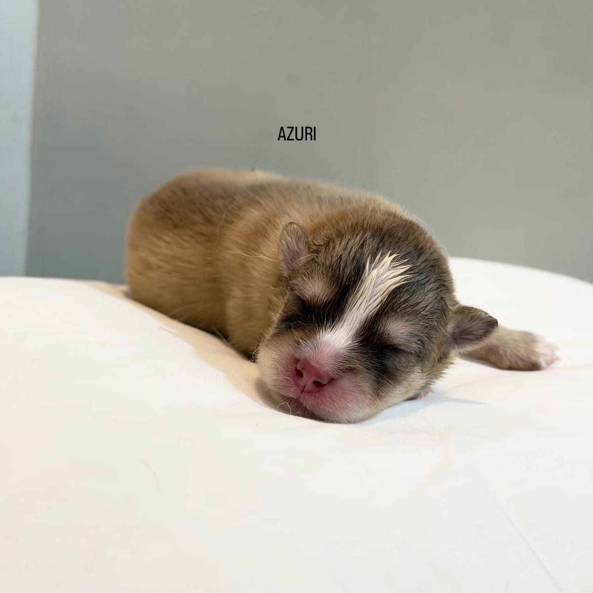 Azuri, day 10.