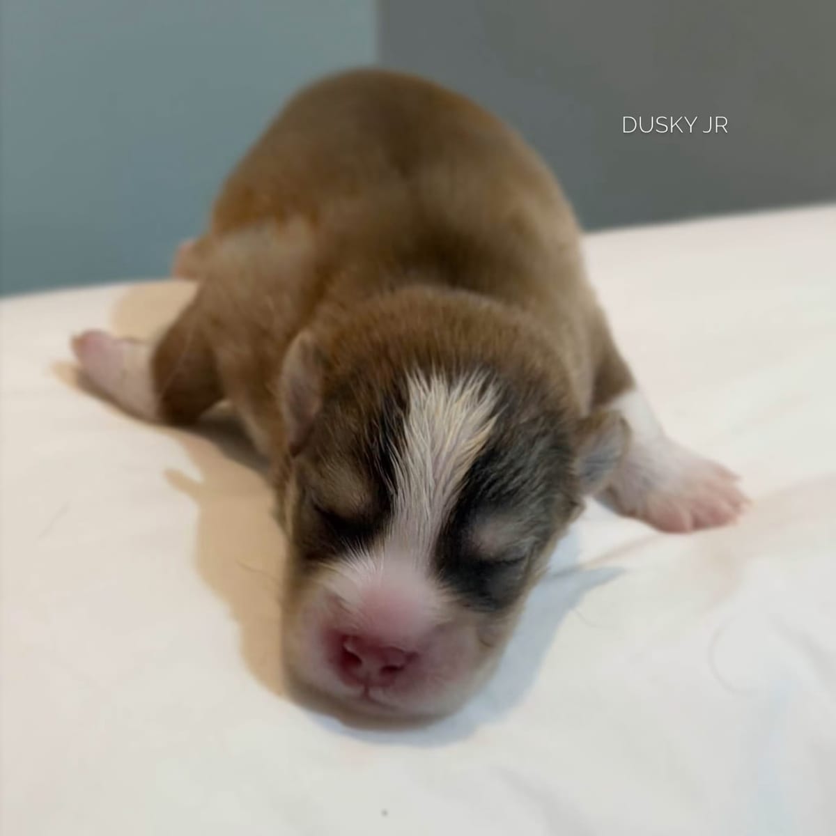 Dusky Jr, day 10.