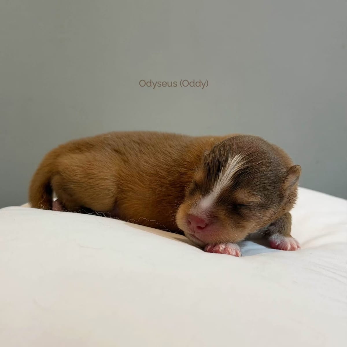 Odyseus (Oddy), day 10.