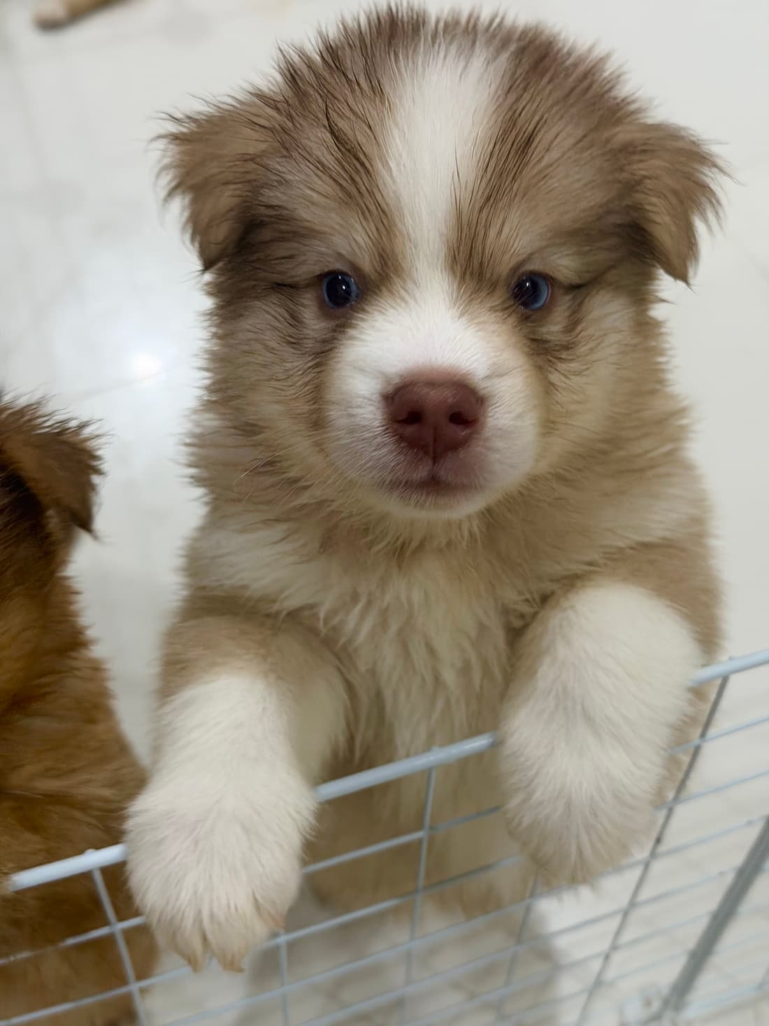 Paws up, coming to say hello.