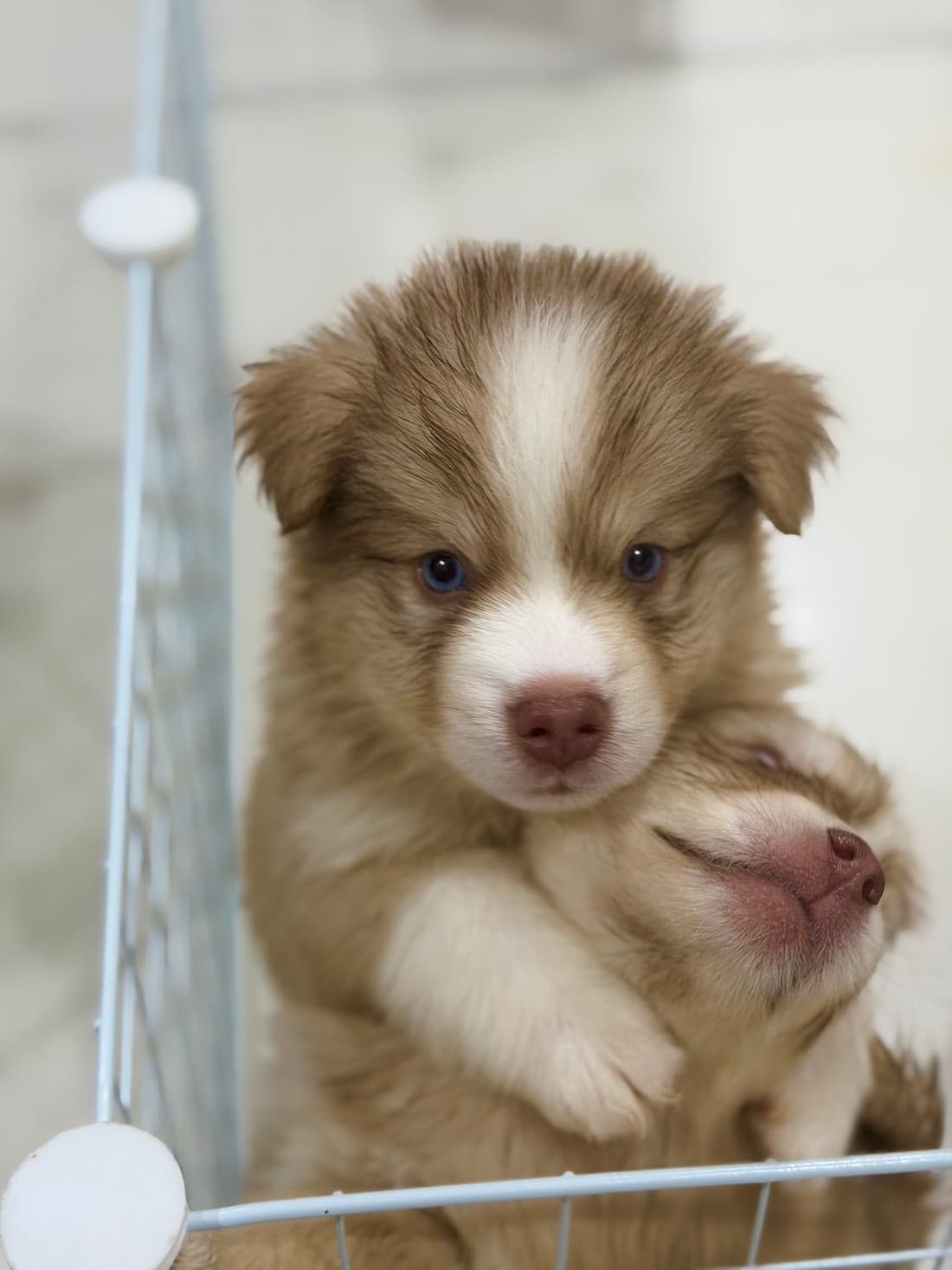 Cuddled up with his littermate.